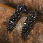 Elegant Blue Sapphire Earrings