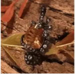 Royal Radiance Citrine & Sapphire Crown Ring – Size 54