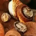 Mystic Earth Lodolite Quartz & Garnet Silver Luxe Collection